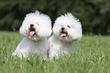 BICHON FRISE 464